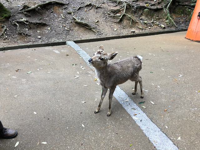 奈良小鹿
