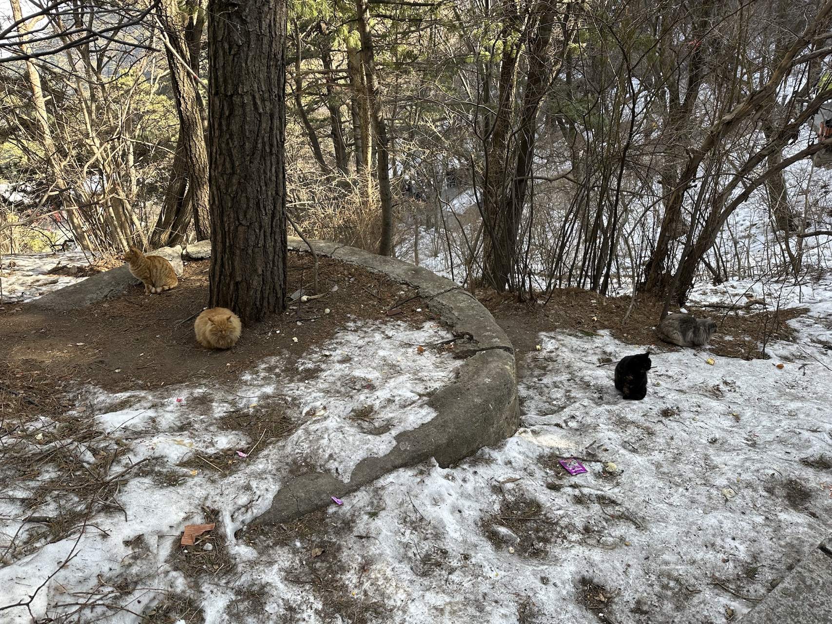 爬山中看到的小猫咪