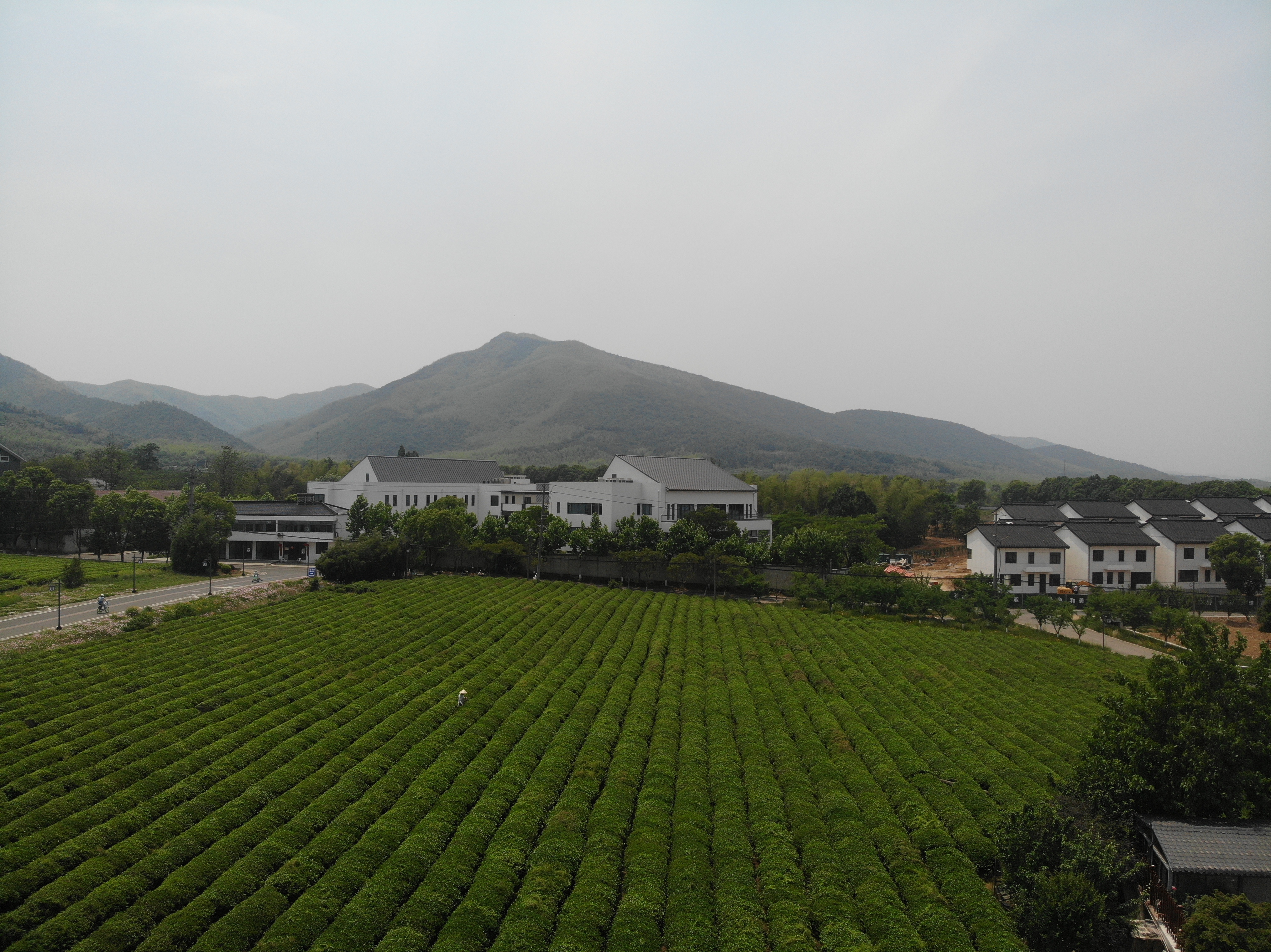 采茶园 无人机拍摄