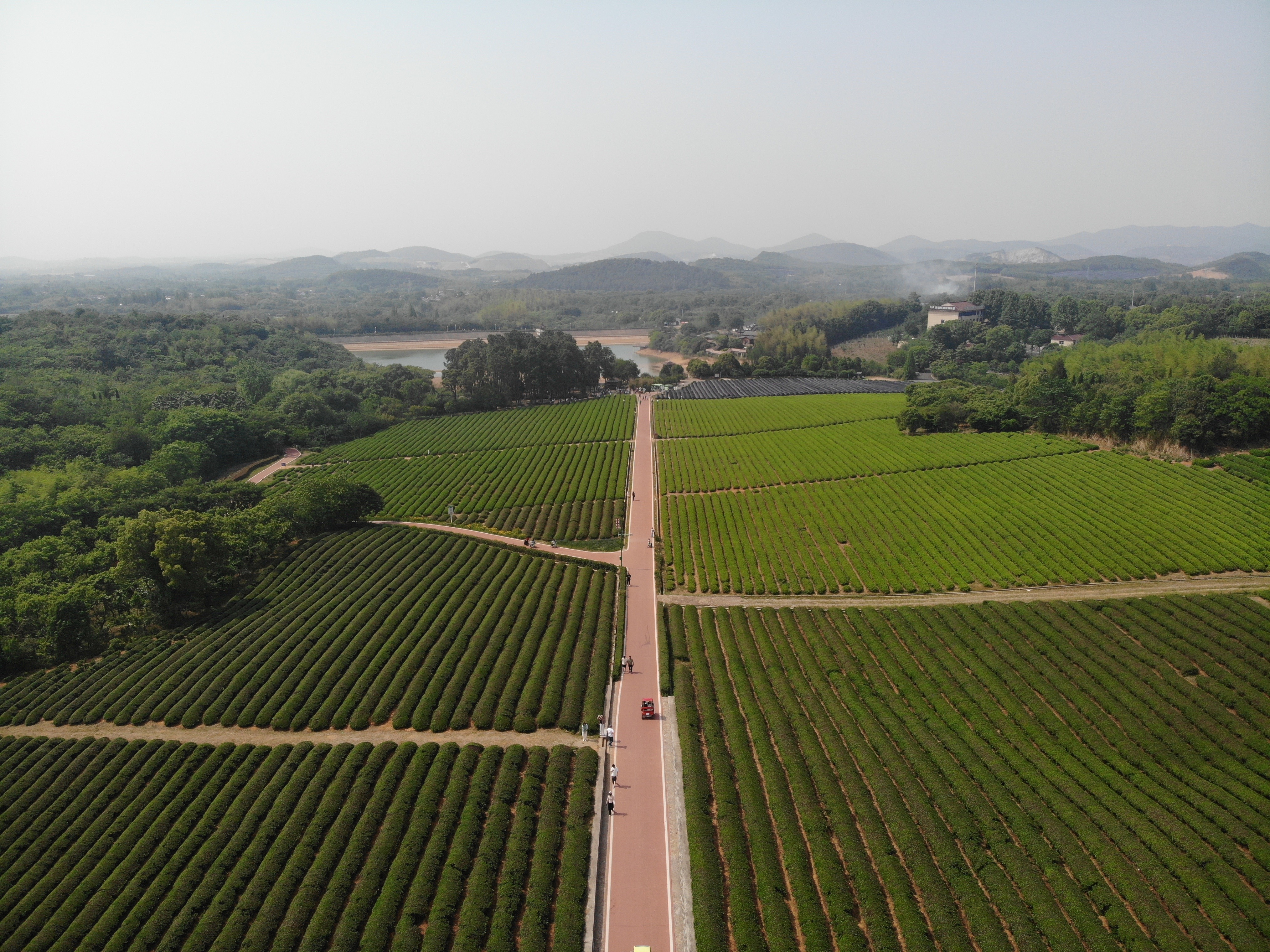 大片茶园 无人机拍摄